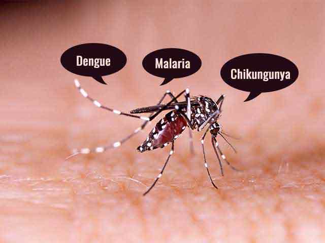 Dengue Symptoms