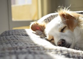 A cute puppy sleeping peacefully on a bed in a sunny room, showcasing calm and warmth.