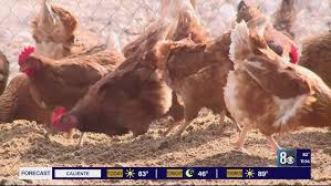 700 chickens stolen चोरों ने अलग-अलग स्थानों से लाखों का सामान चोरी किया मालिक को कमरे में बंद कर चुराए 700 मुर्गे