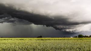 Rohtak :  Clouds of crisis over crops मौसम की मार से सहमे किसान, गेहूं-सरसों की फसलों पर संकट के बादल