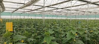 Jind Poly House :पोली हाउस लगवा कर हडपे 93.96 लाख, चार नामजद