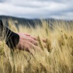 A hand gently touching golden wheat in a lush field under a cloudy sky in Italy. Wheat crop protection and heat management measures