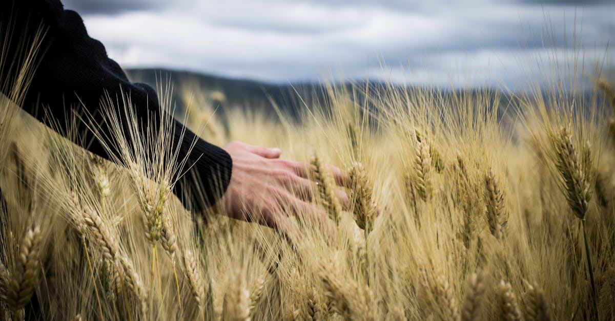 Kaithal बढ़ते तापमान से गेहूं की फसल को बचाने के लिए किसान करें ये उपाय Wheat crop protection and heat management measures