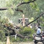 Big Ban on Tree Pruning SOP 2026