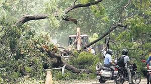Big Ban on Tree Pruning SOP 2026