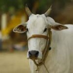 Cow National Animal
