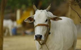 Cow National Animal